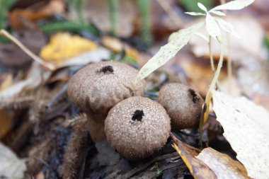 mantar sporları için bir delik oklarla