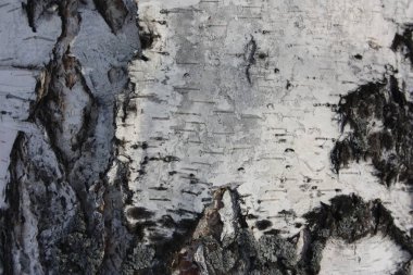 huş ağacı doğal arka plan.