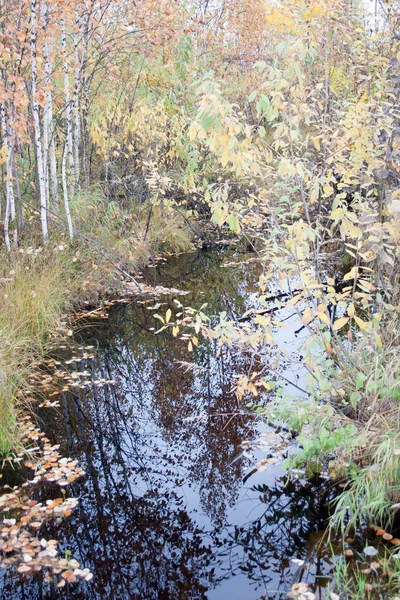 bir orman göl. renkli su yapraklarda