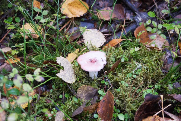 Mushroom among the grass and fallen — Stock Photo, Image