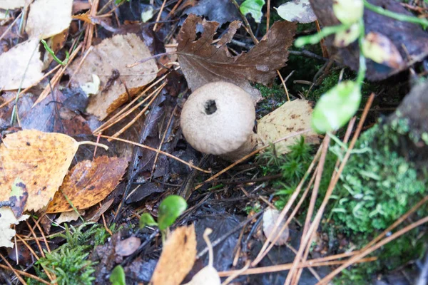 Mushroom shooter among the grass — Stock Photo, Image