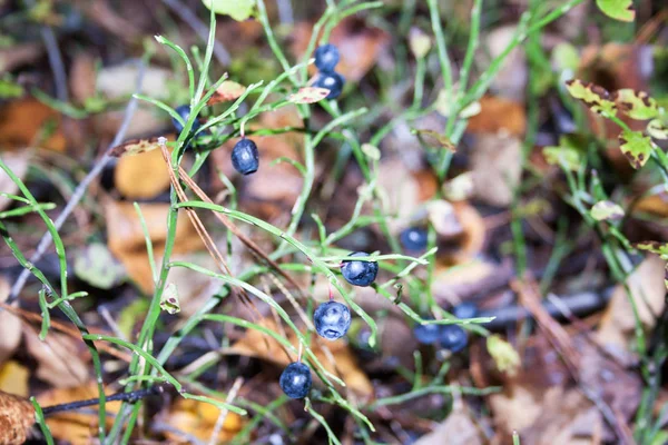 Orman berry yararlı. çimlerin arasında