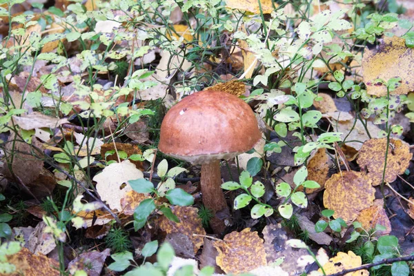 Champignons in een hoed. in de herfst bladeren — Stockfoto