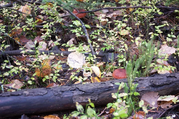 Setas dos en el bosque. en el otoño — Foto de Stock