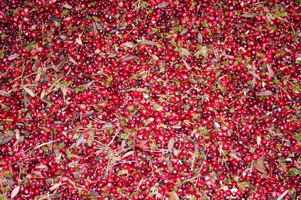 Cranberry red background a lot. photo — Stock Photo, Image