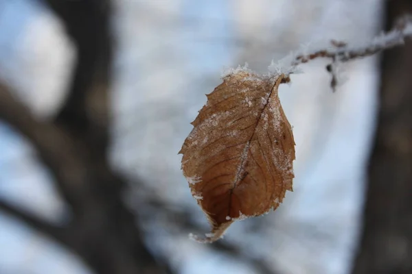 Autumn background. dead leaf. photo — Stock Photo, Image