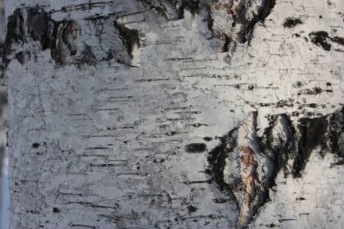 Doğal arka plan. huş ağacı kabuğu