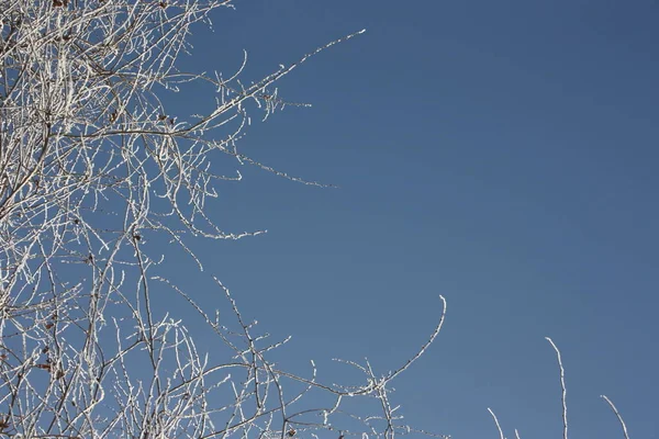 Uma árvore em uma geada contra um céu azul — Fotografia de Stock