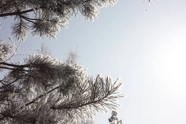 Ramas de un árbol de Navidad en un azul — Foto de Stock