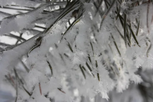 Snow on needles of — Stock Photo, Image