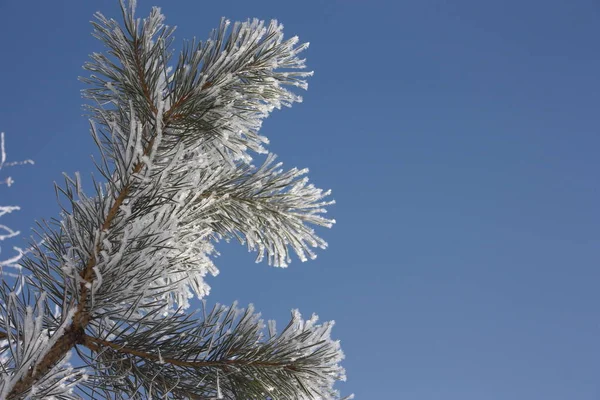 Branch of a fir tree. snow-capped — Stock Photo, Image