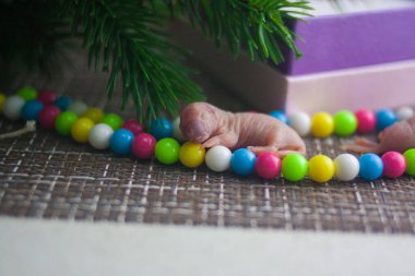 Şirin küçük sıçan. Yavru fare. Boncuklar renkli