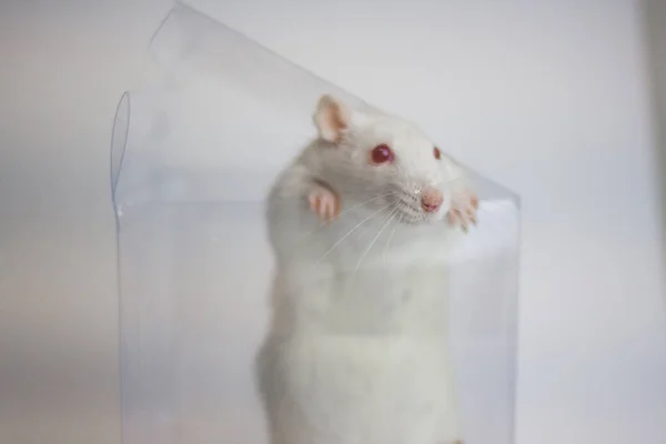 Trap. White rat in a trap. The animal is trying to get — Stock Photo, Image