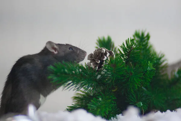 Kardaki gri sıçan yeşil dalların arasında — Stok fotoğraf