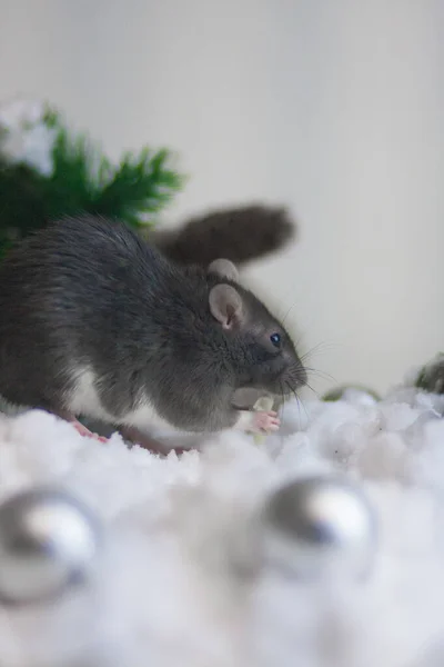 Un rat gris dans la neige parmi les jouets de Noël en argent — Photo