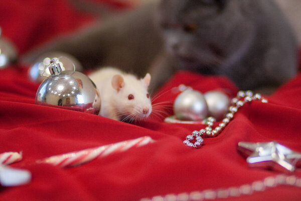 The rat is a white symbol of the 2020 rat. Chinese calendar