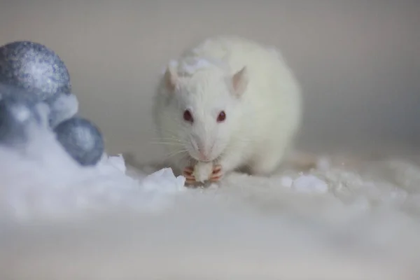 Egy vörös szemű fehér patkány havat eszik. Az ezüstgolyók között. — Stock Fotó