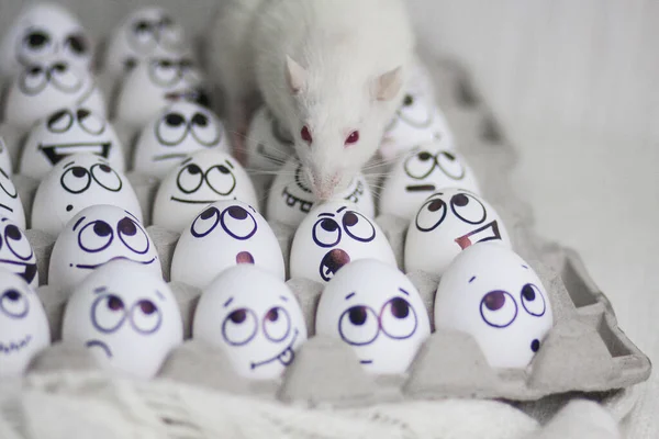 Ravageur, rat, porteur d'infections. rat de laboratoire blanc — Photo