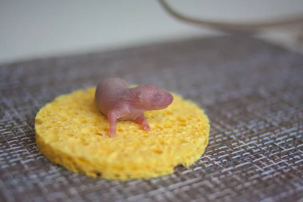 Novorozená krysa na žlutém kousku sýra sedí — Stock fotografie