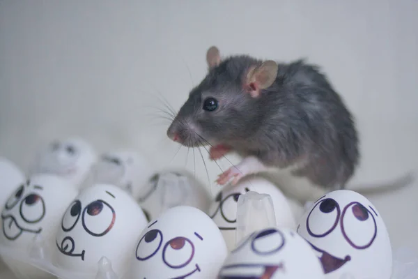 O rato é cinzento. Símbolo de 2020, Ano Novo Chinês . — Fotografia de Stock