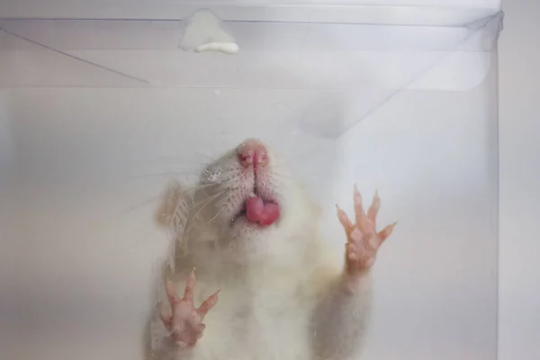 The rat is white. The box is transparent. Experiments