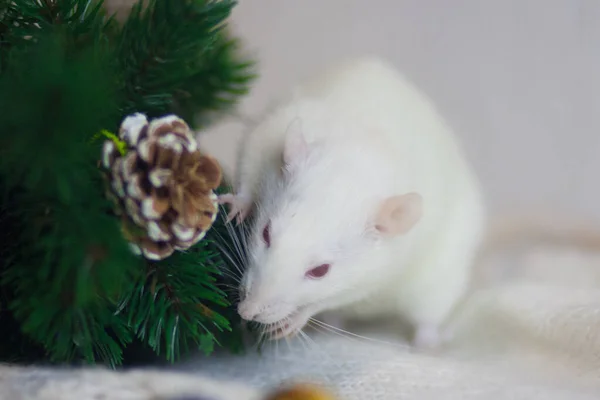 Régime alimentaire Nouvel An Rat célèbre Noël et le Nouvel An . — Photo
