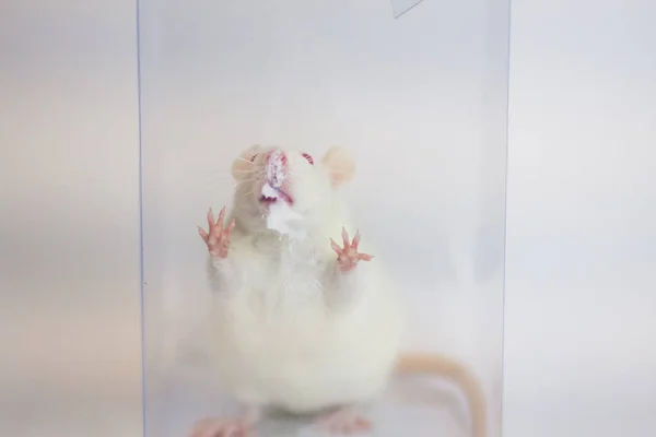 Show language. The rat is white. The box is transparent. Experiments