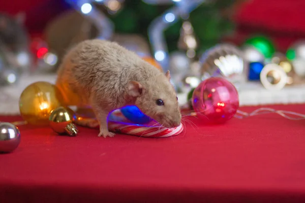 Le rat est une étoile beige et du Nouvel An. Célébre Noël — Photo