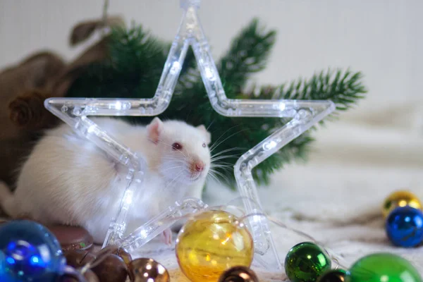 Rat et Nouvel An étoiles. Célébration de Noël et Nouveau — Photo