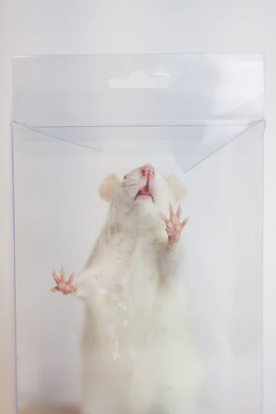 The rat is white. The box is transparent. Experiments