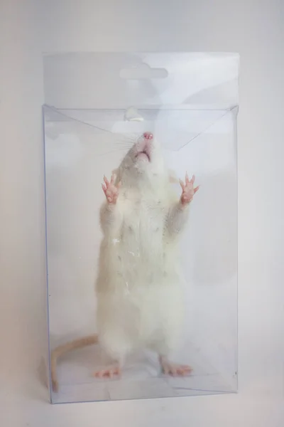Råttan är vit. Lådan är genomskinlig. Experiment — Stockfoto