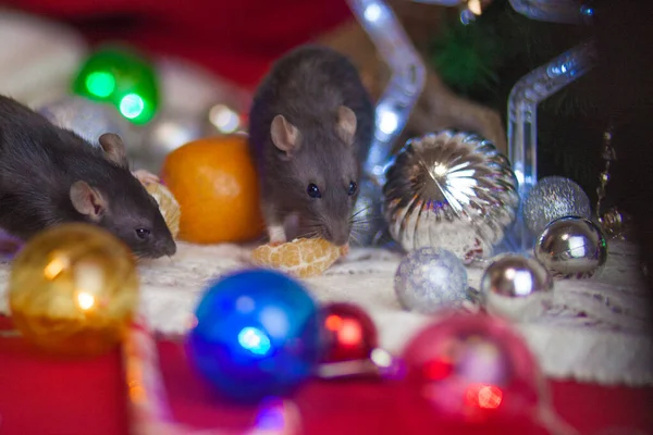 Rats are gray and Christmas star. Celebrates Christmas — ストック写真