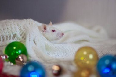Noel ağacını süsleyin. Fare Noel 'i kutluyor.
