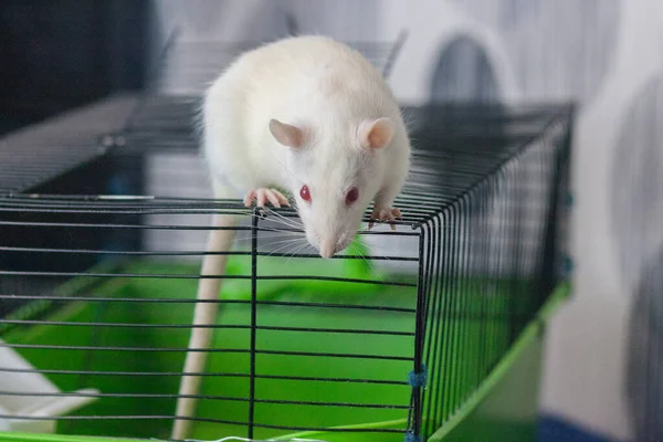 La rata es un símbolo blanco de 2020. Cabalgando en una jaula. Casa —  Fotos de Stock