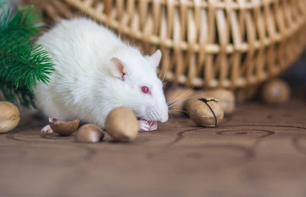 La rata es un símbolo blanco de 2020. Montar en una jaula . — Foto de Stock