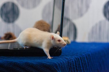 2020 'nin beyaz sıçan sembolü ilerliyor. Sıçan ve