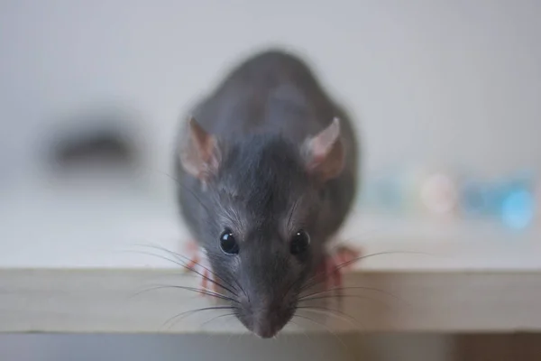 Grijze rat op een witte achtergrond. Muilkorf en neus. Ziet eruit — Stockfoto