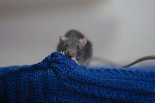 Szary szczur robi na drutach włóczki. Dzianiny niebieskie pod spodem — Zdjęcie stockowe