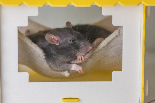 집에 있는 회색 쥐. 흰 발을 가진 회색 쥐 두 마리 — 스톡 사진