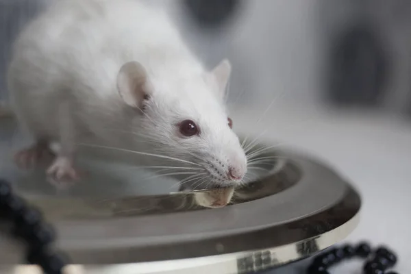 Rat blanc sur un cadran rond. La souris — Photo