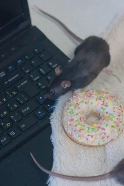 Сірий щур біля ноутбука і солодкий пончик . — стокове фото