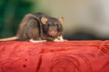 Kırmızı arka planda gri bir sıçan. Küçük sabunlu fare