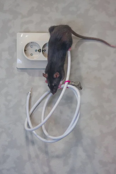 Rat. The mouse is gray on the wires. The — Stock Photo, Image