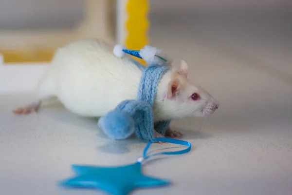 Echarpe tricotée rat blanc et bleu. Des choses chaudes pour les animaux — Photo
