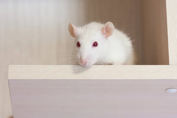 A white fluffy rat is looking down from a bookshelf. The — Stock Photo, Image