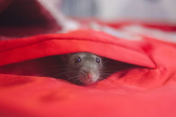 O rato cinzento no bolso do traje de Papai Noel — Fotografia de Stock