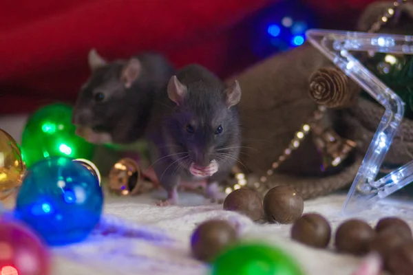 Las ratas son grises y estrellas de Navidad. Celebra la Navidad — Foto de Stock