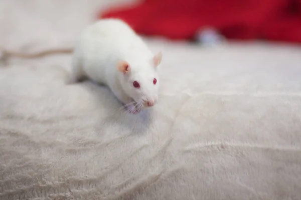 Souris blanche caché dans un — Photo