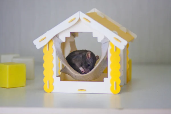 Šedé myši spí v homache. Žlutá — Stock fotografie