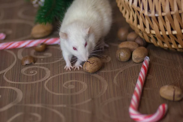 Il topo bianco mangia il lecca-lecca di Capodanno. Bastoncino di zucchero e — Foto Stock